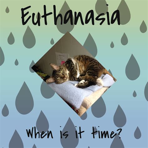 Cat Euthanasia Do It Yourself Petswall