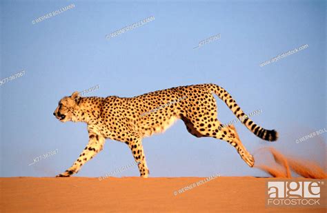 Cheetah Running Acinonyx Jubatus In Captivity Game Farm Namibia