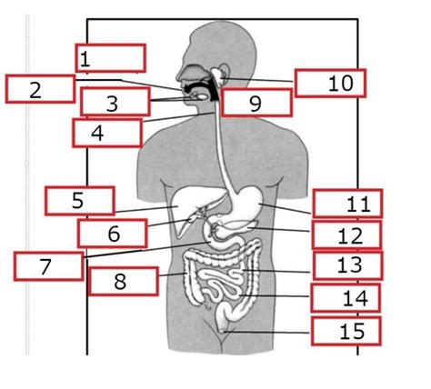 Gi System Fill In The Blanks Flashcards Quizlet