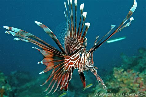 Pterois Volitans