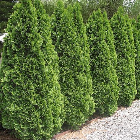 Emerald Green Arborvitae Evergreen Trees At Rosina Wilkey Blog