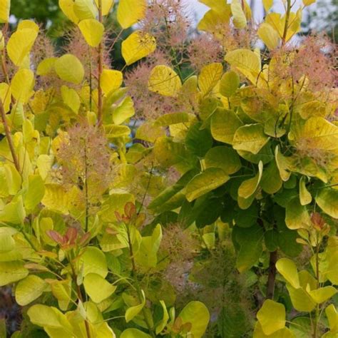 Arbre Perruques Jaune Vente Cotinus Coggygria Golden Spirit