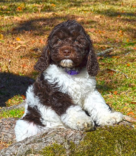 Barksdale Introduces Parti Labradoodles Barksdale Labradoodles