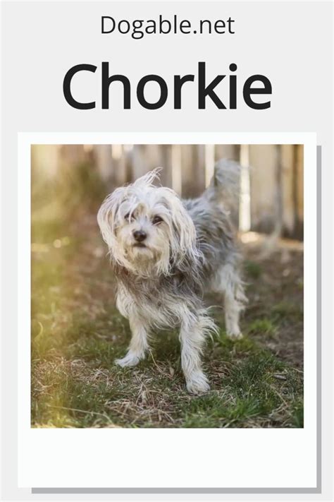 All About The Chorkie The Yorkie Chihuahua Mix 2023 Artofit