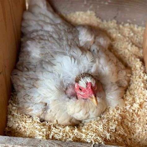 Naked Neck Chicken Eggs Height Size And Raising Tips