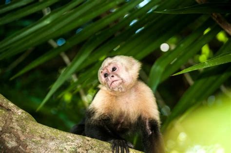 Are There Monkeys In South America? - Online Field Guide