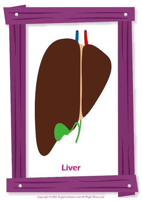 Organs Printable English Esl Vocabulary Worksheets Engworksheets