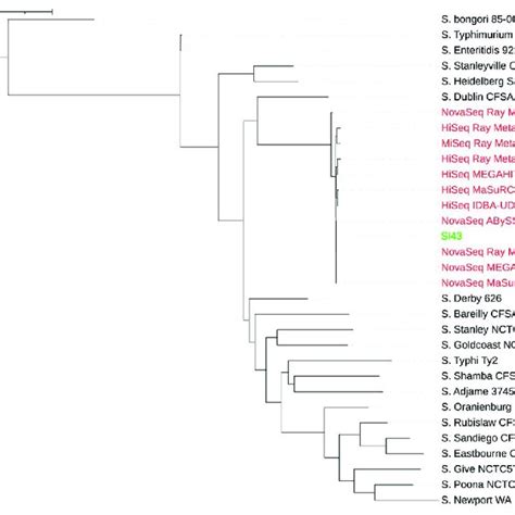 Whole Genome Phylogenetic Tree Of Extracted Reads Classified As