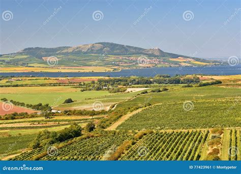 Vineyards Under Palava. Czech Republic - South Moravian Region Wine ...