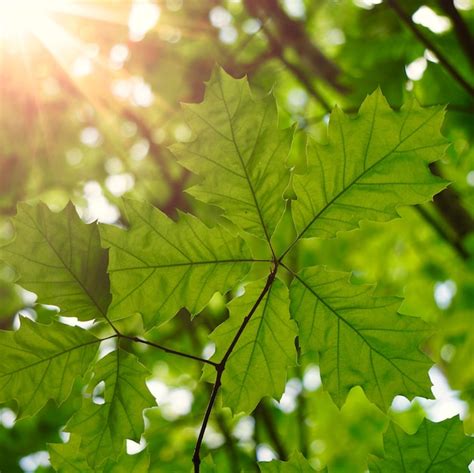 Rvore Verde Folhas E Galhos Na Natureza Foto Premium