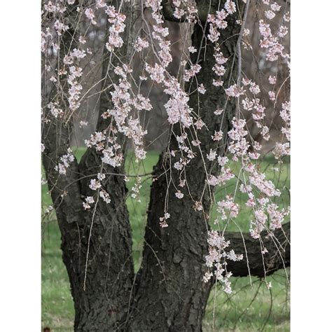 Southern Planters 5 Gallons White Flowering Weeping Yoshino Cherry In