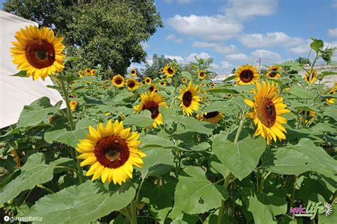 Jardín Suut K iin Lool reabre sus puertas para su temporada de Girasoles