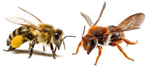 Queen Bee Size Comparison