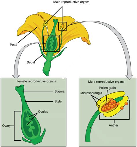 Plant Growth And Reproduction The Biology Of Sex And Death Bio 1220