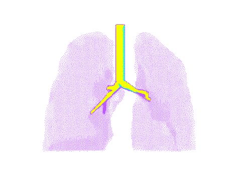 Respiratory System 