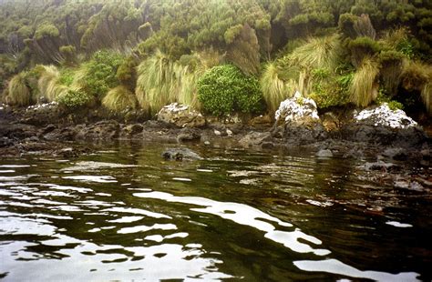 Campbell Island Images - Tainui