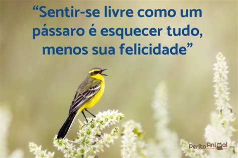 Frases Sobre P Ssaros E Natureza