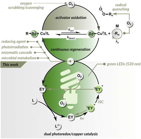 Open Air Green Light Driven Atrp Enabled By Dual Photoredox Copper