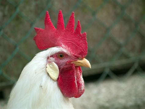 White Leghorn Hen Comb