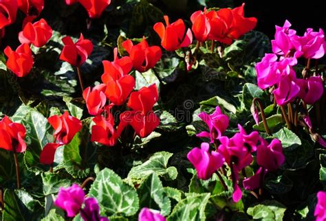 Red And Pink Flower Heads Of Scented Potted Cyclamen Plants Stock Photo