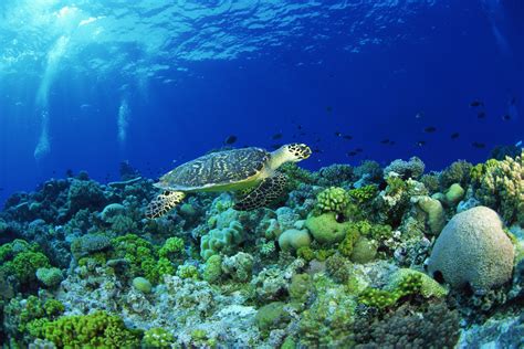 What are the five biotic factors of an aquatic ecosystem?