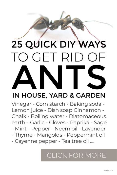 Quick Diy Ways To Get Rid Of Ants In The Home Yard And Garden Using