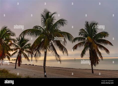 Palm Trees Silhouetted By Sunrise At Smathers Beach In Key West