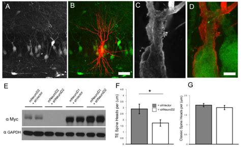 NeuroD2 Functions Cell Autonomously To Regulate Thorny Excrescence