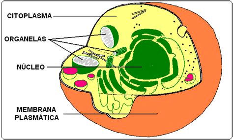 Ciencias Biologicas Celulas Eucariotas