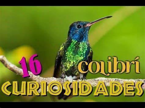 Introducir Imagen Cuando Ves Un Colibri Cerca Tuyo Que Significa