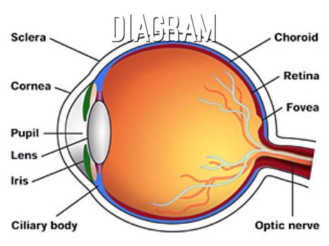 Retina anatomy diagram - travelernibht