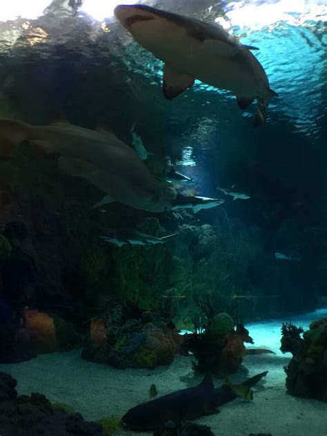 Shark Encounter at Sea World - Aquariums - San Diego, CA - Yelp