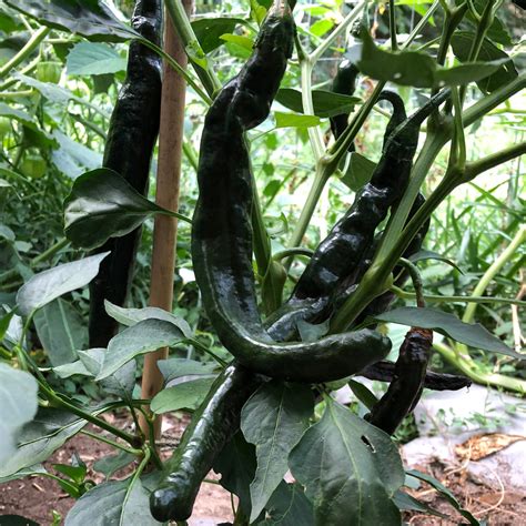 Seeds For Chilaca Hot Pepper Capsicum Chinense Amkha Seed