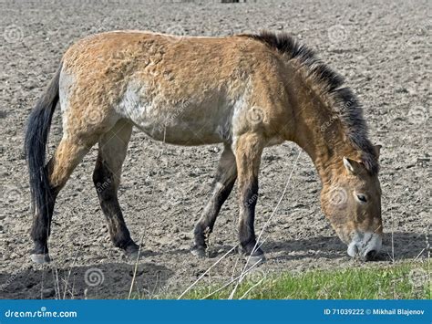 Przewalski s horse 8 stock photo. Image of portrait, environment - 71039222