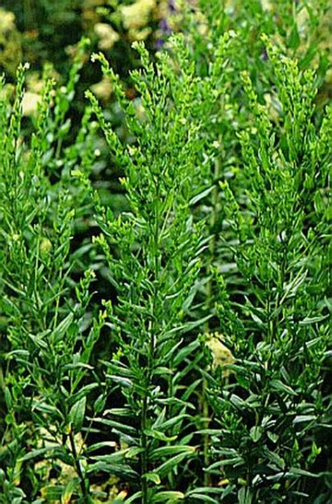 Lithospermum erythrorhizon seed | BELL Garden Company,Wholesale Plant ...