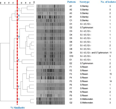 Dendrogram Of The 28 Patterns Pfge Xbai Identified With The Frequency