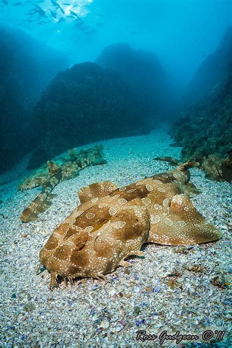 Wobbegong shark | Types of sharks, Ocean creatures, Ocean life