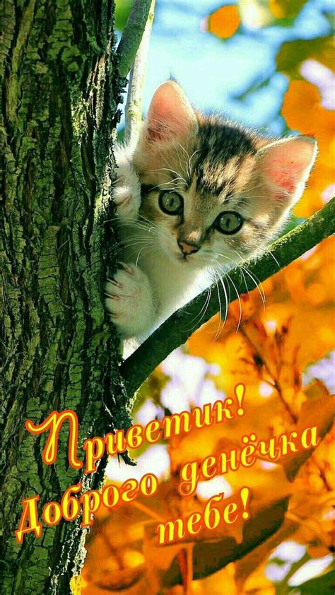 Пин от пользователя Алла на доске День | Доброе утро, Веселые картинки ...