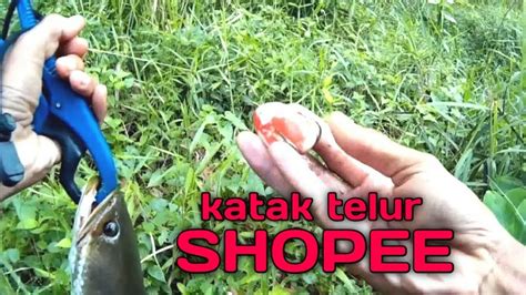 Casting Haruan Guna Katak Telur Shopee Youtube