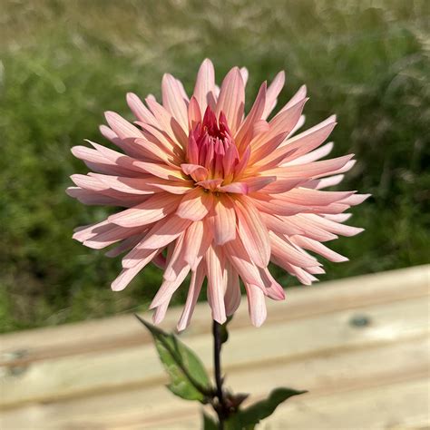 Dahlia Preference J Parker Dutch Bulbs