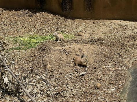 埼玉県こども動物自然公園【公式】🐨さんの人気ツイート（リツイート順） ついふぁん！