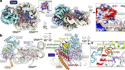 Structure Of The Nucleosome Bound ATPase A Cryo EM Map Of The Core