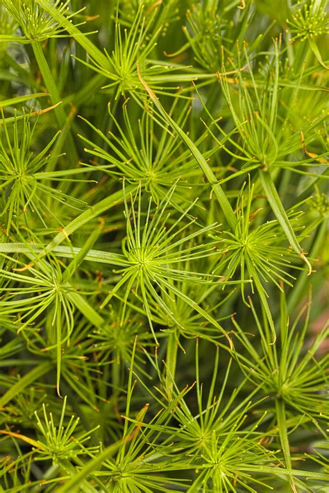 Graceful Grasses® Queen Tut™ Dwarf Papyrus Cyperus Prolifer