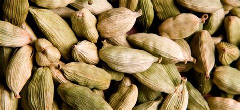 Cardamom Essential Oil: Benefits, Uses & Insights