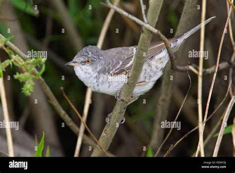 Barred Warbler in breeding habitat Stock Photo - Alamy