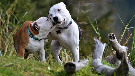 ¿pueden Enamorarse Los Perros