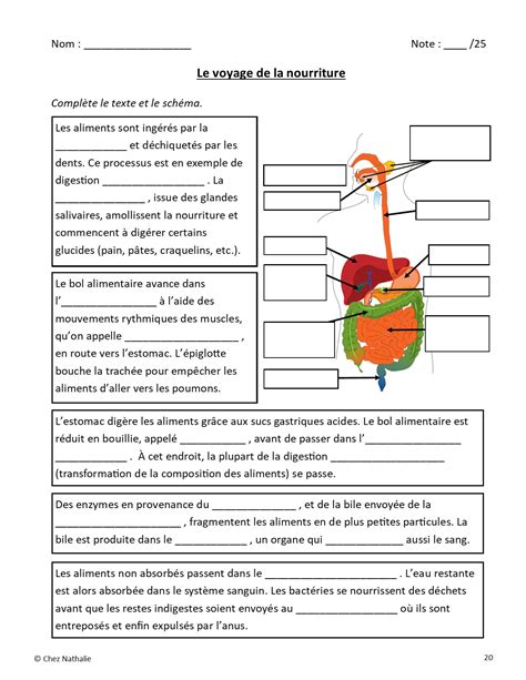 5 systèmes du corps humain simplifiés Grade 5