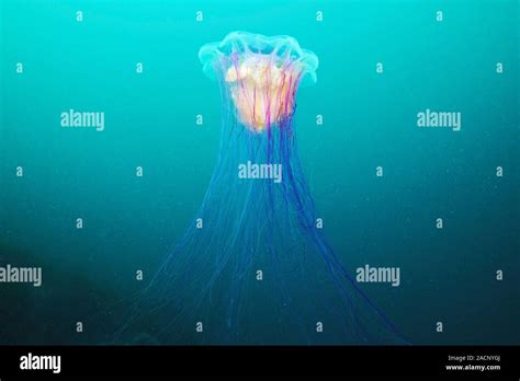 Lions Mane Jellyfish Cyanea Capillata Lions Mane Jellyfish Are The