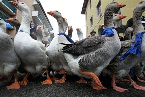 Annecy Descente Des Alpages 38 éditions Et Toujours Un Succès