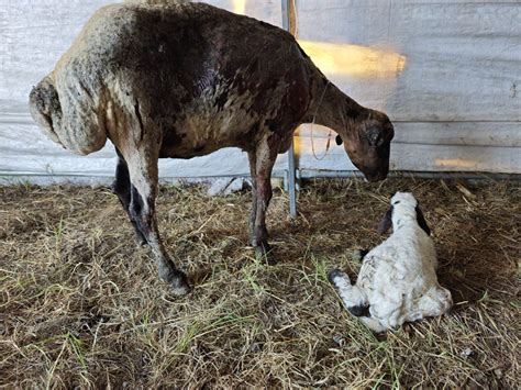 Help Veterinary Ali Save 30 Injured Sheep From Fire Animal Heroes